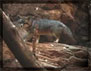 grey foxes