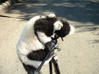 lemur black white ruffed