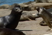 seals elephant ano nuevo