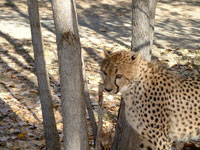 cheetah
